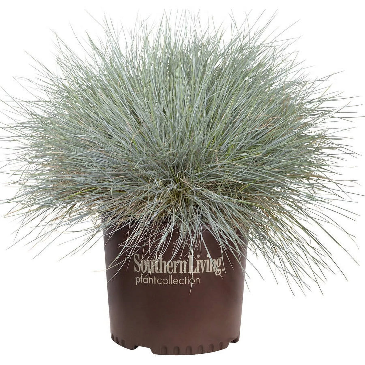 2.5 Quart Powder Blue Foliage Ornamental Perennial Fescue Grass R42309