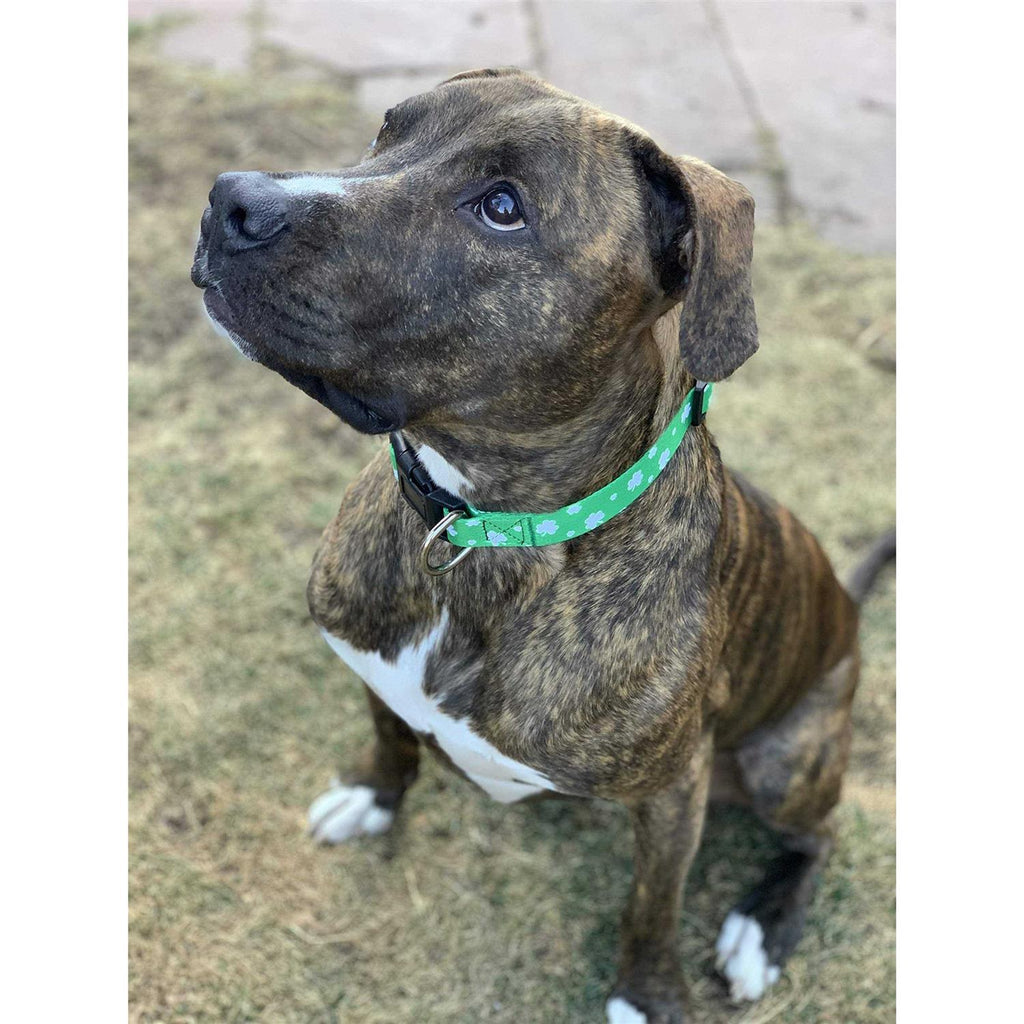 St Patricks Day Dog Collars V2304
