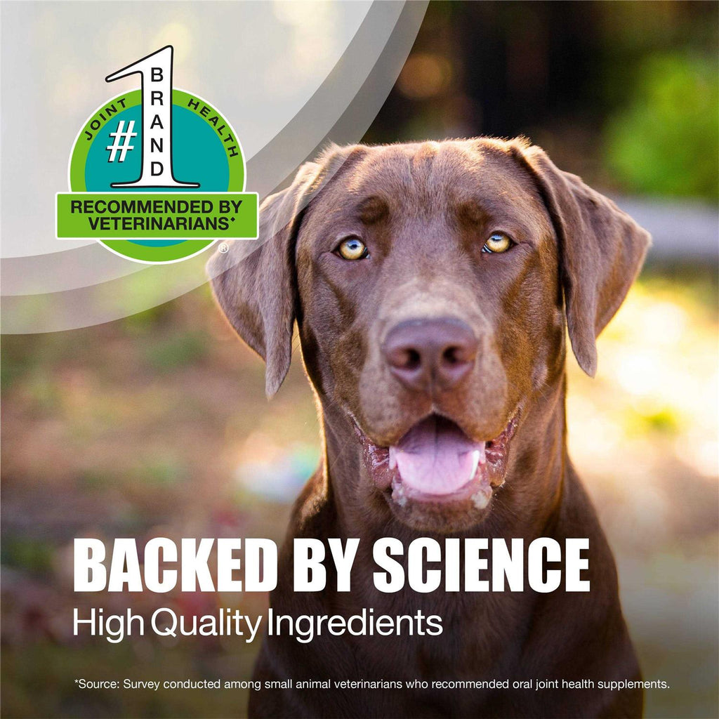 Joint Health Supplement for Large Dogs B673