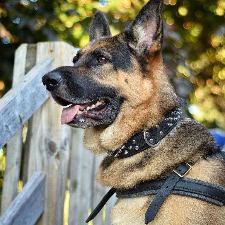 Spiked Dog Collar Q611