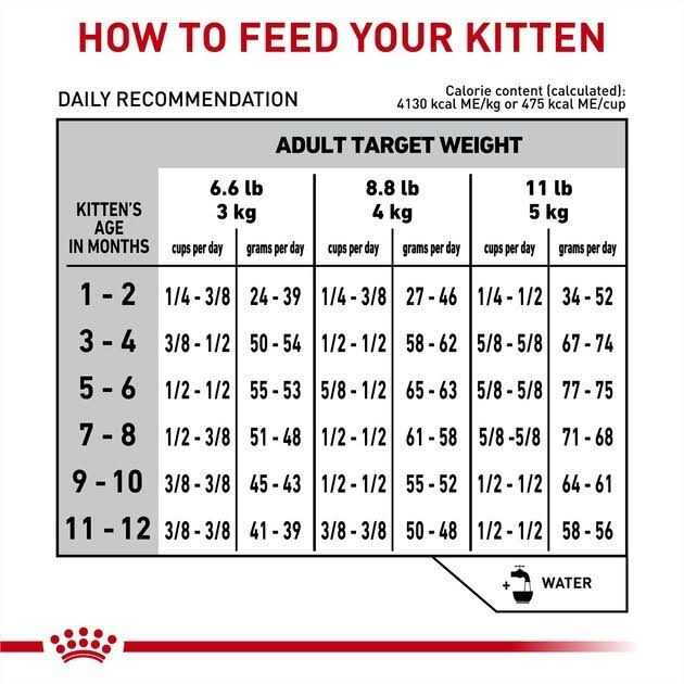 Kitten Dry Cat Food L43604