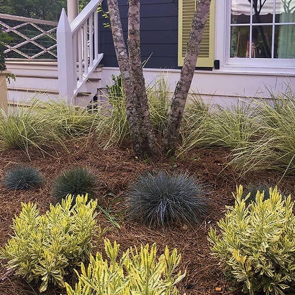 2.5 Quart Powder Blue Foliage Ornamental Perennial Fescue Grass R42309