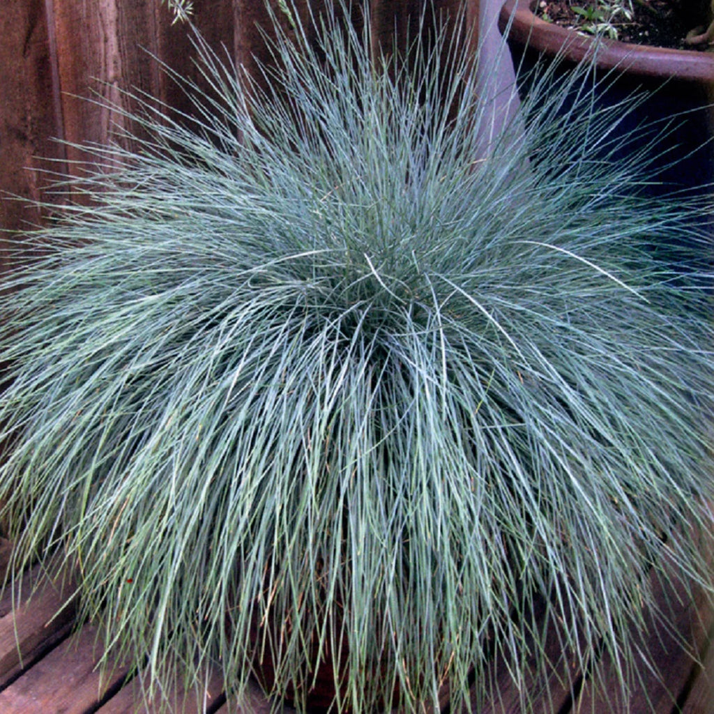 2.5 Quart Powder Blue Foliage Ornamental Perennial Fescue Grass R42309