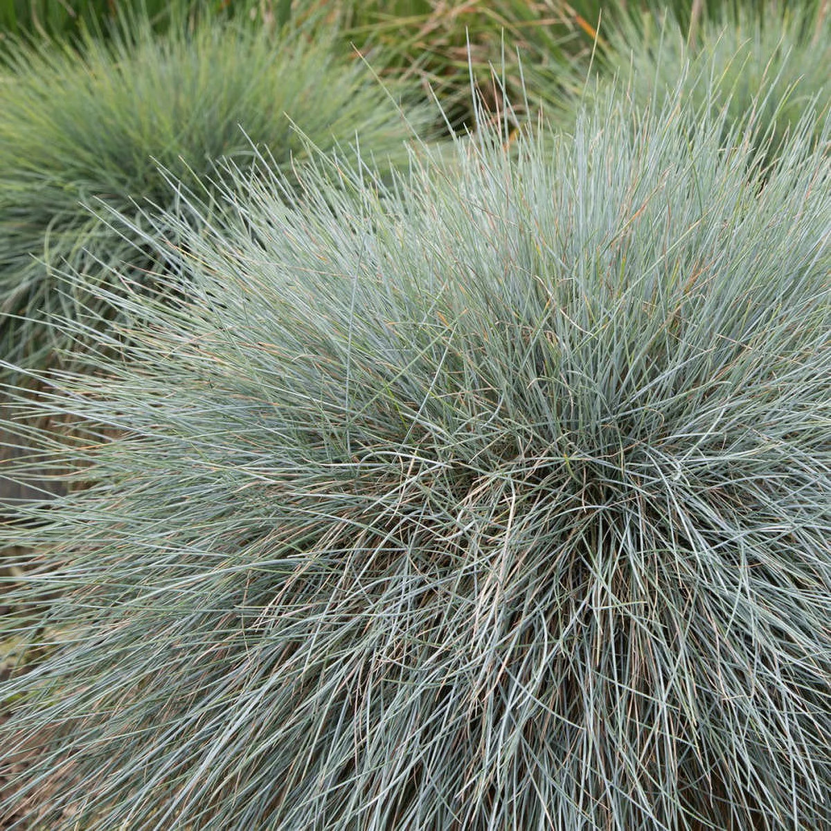 2.5 Quart Powder Blue Foliage Ornamental Perennial Fescue Grass R42309